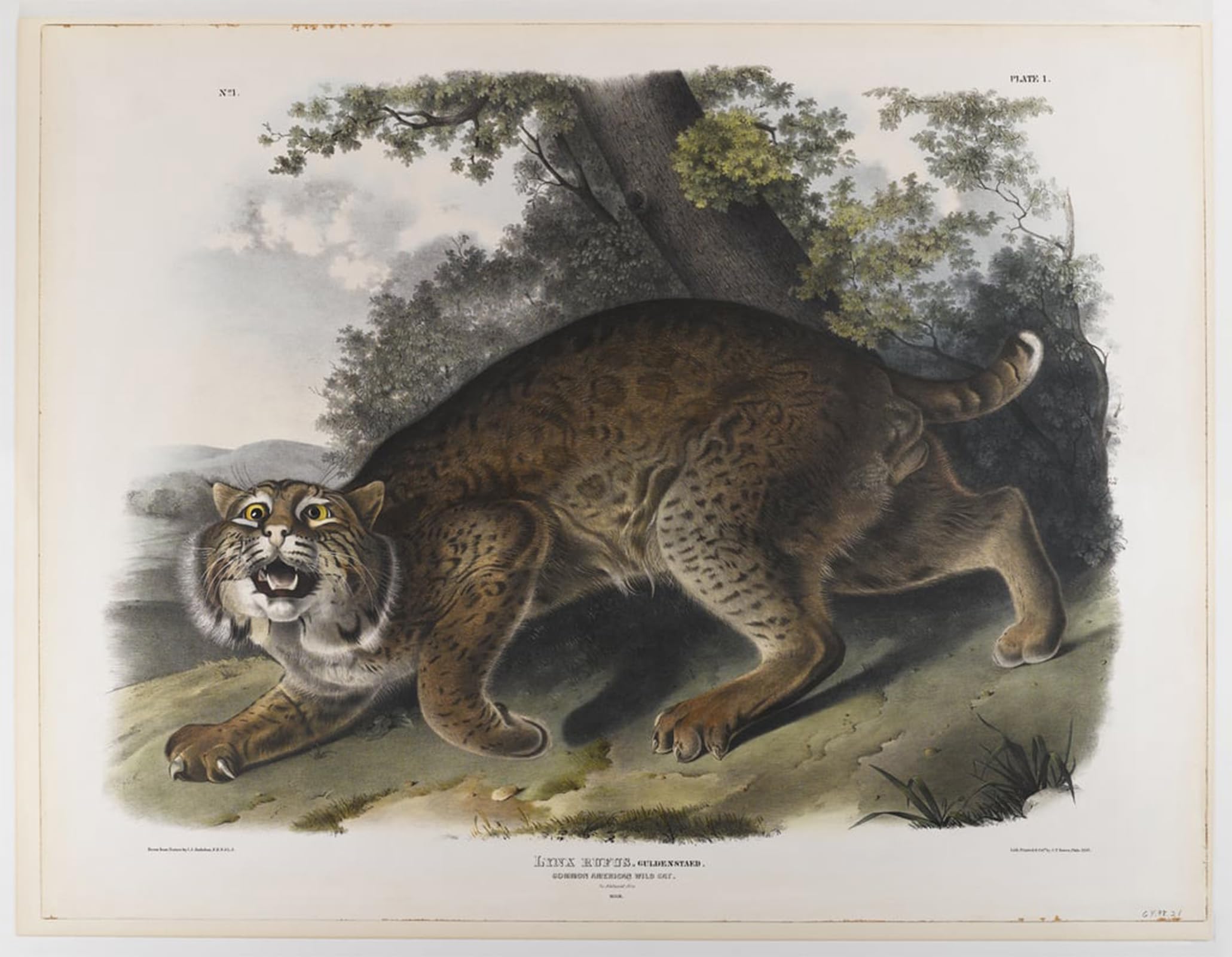 ARTXLXXBN Famous Painting Art Wall Decor Abstract Art Picture Common American Wildcat by John Jamess Audubon Animal Pictures for Home Decor 60x90cm