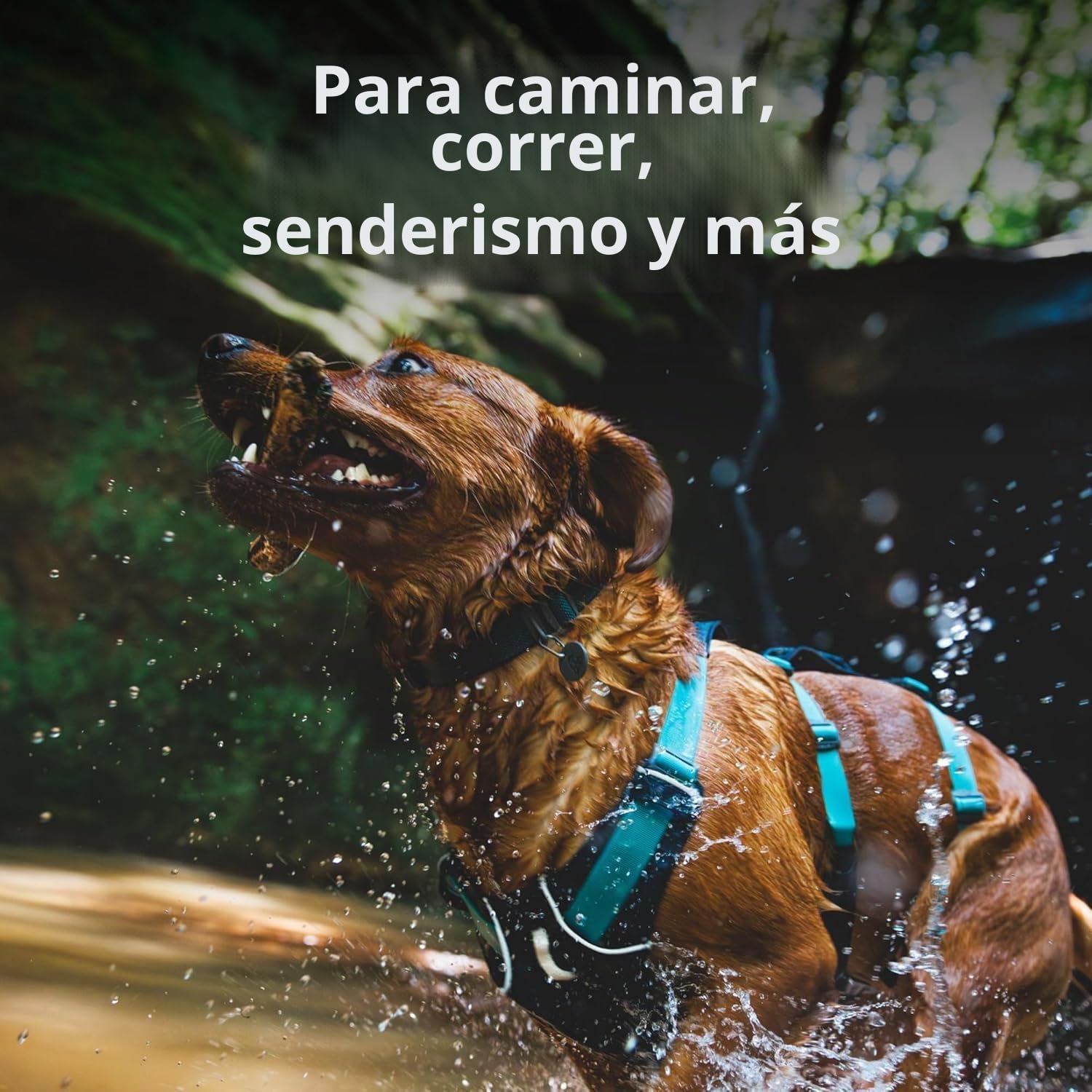 RUFFWEAR Arnés para Perro con asa, Flagline, Multiusos, Ligero, Ajustable, cómodo, para Caminar, 3 Puntos de fijación de Plomo, Correa Reforzada y Anillo en V de Metal Fuerte
