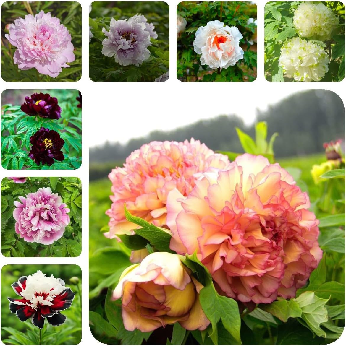 5 Pcs pfingstrosen zwiebeln winterhart, pfingstrosen knollen dekoblumen