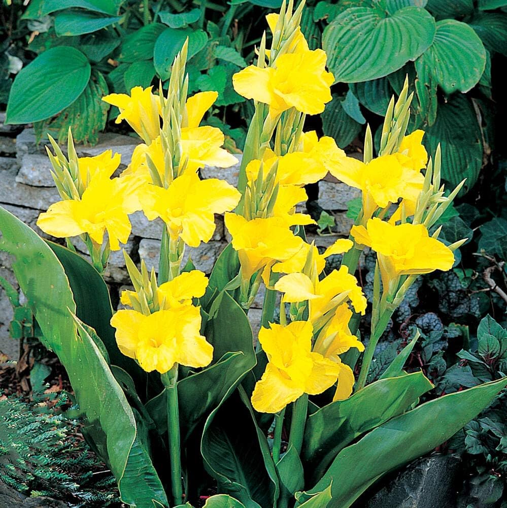 MEIGUISHA Gartensamen50pcs Das Indisches Blumenrohr 'Canna indica