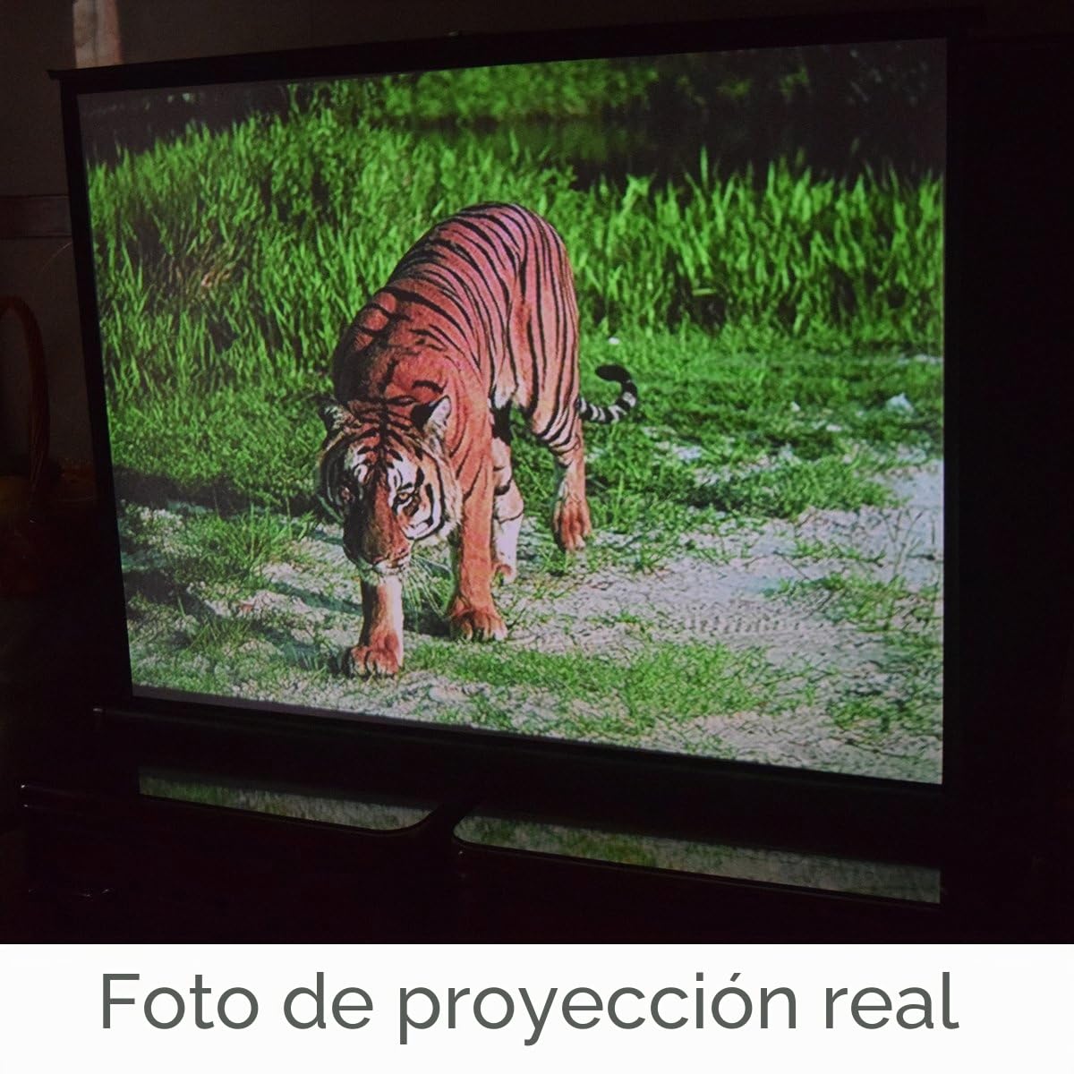 Cocar P1-SN50 - Pantalla de proyección portátil de 50 Pulgadas para proyector Mini/Profesional LED/LCD/DLP, Estilo extraíble, para Interiores y Exteriores, Compatible con 4:3/16:9