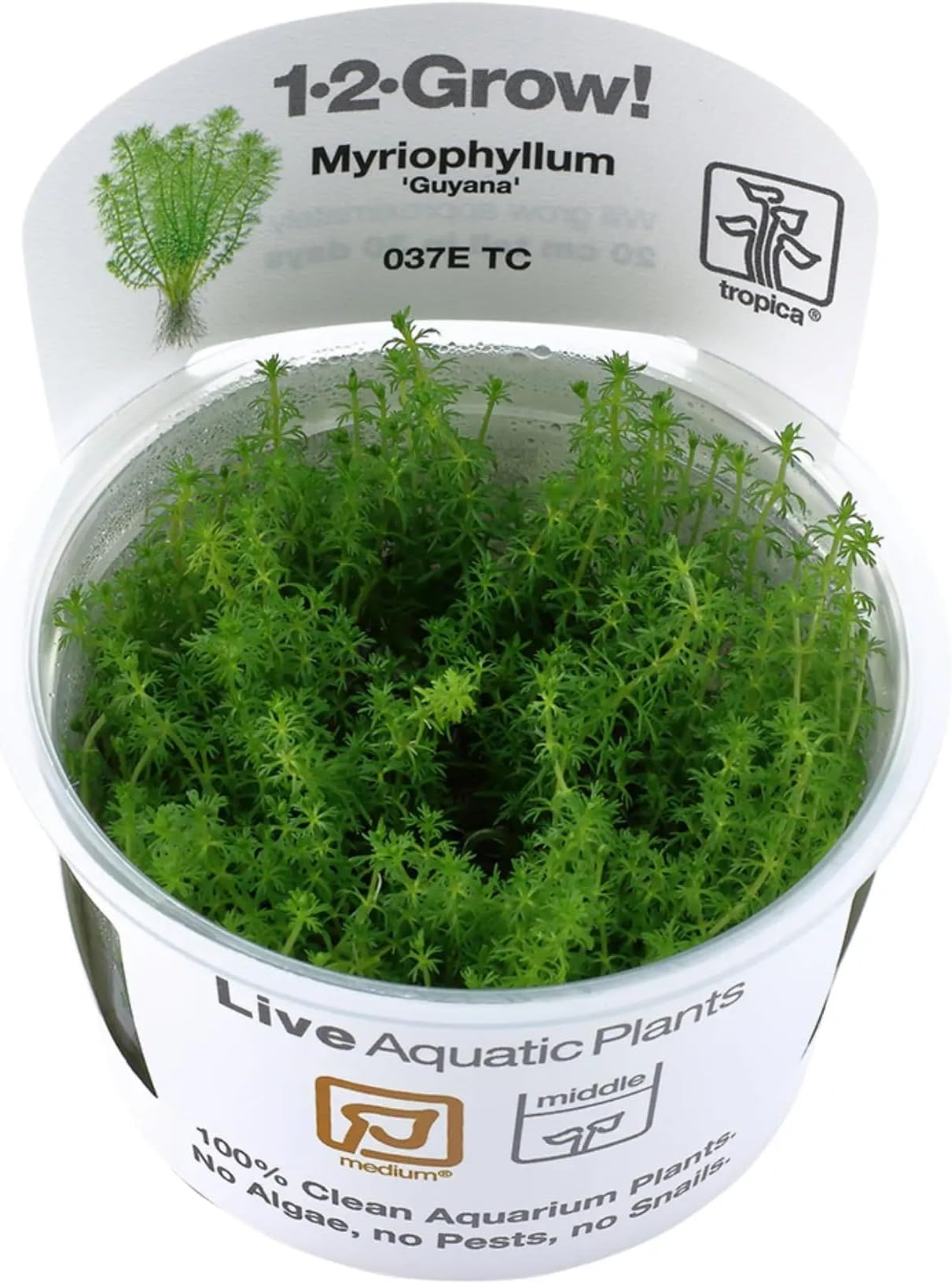 Tropica Myriophyllum'Guyana' 1-2-GROW!