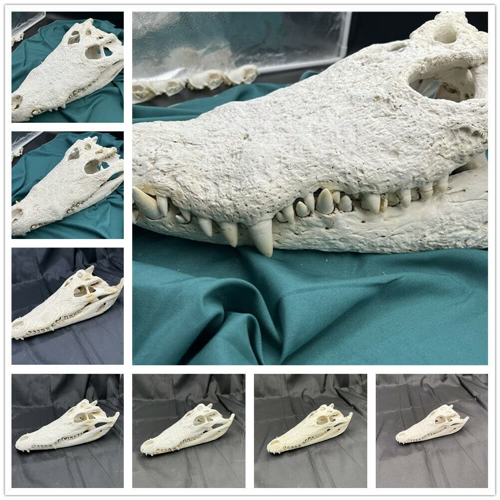 CLLOEAT Taxidermy Real Alligator Skull Animals Skulls, Real Bones Specimen, Taxidermy Supplies for Science Education, DIY Home&Office Decor (16-18 inches)