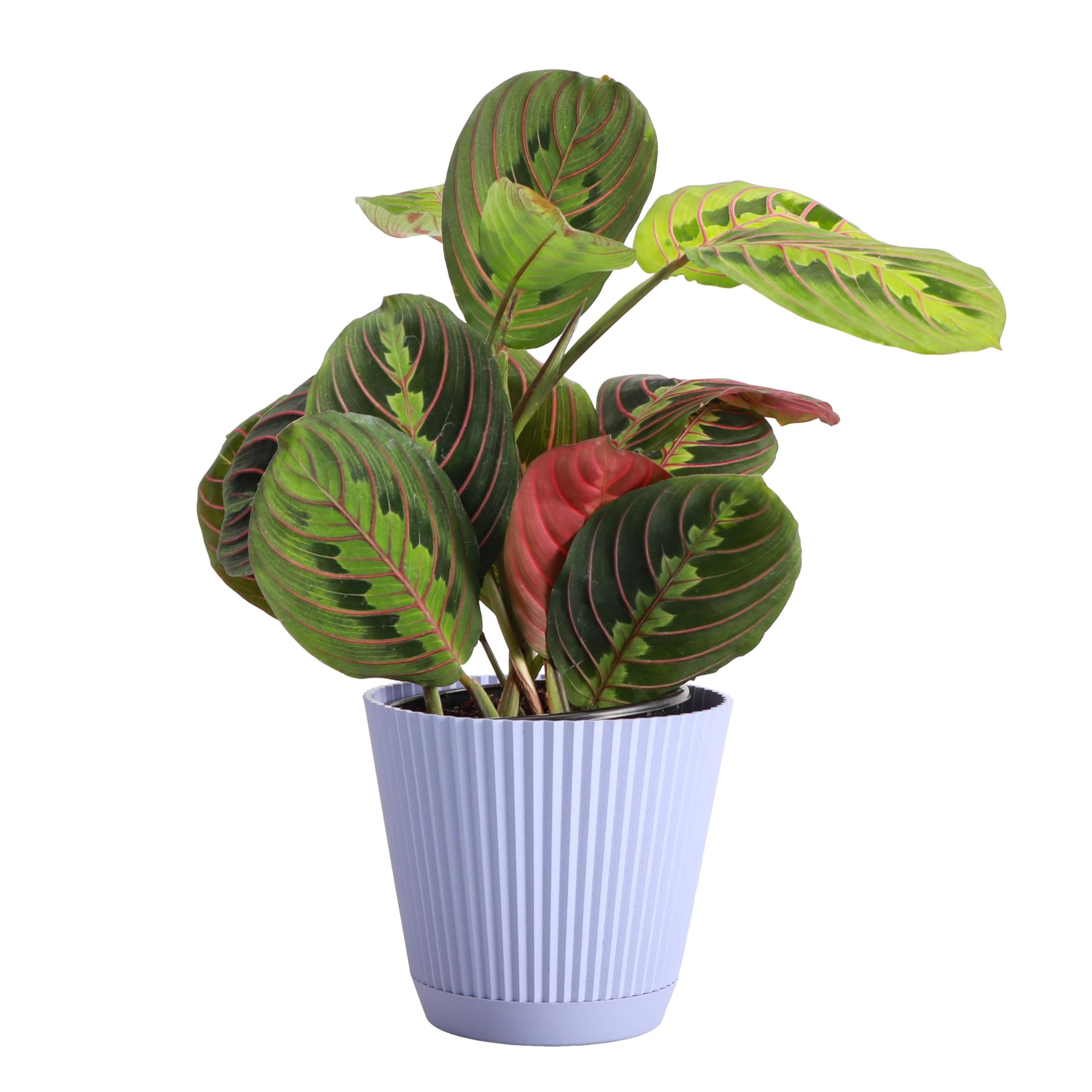 Thorsen's Greenhouse Red Prayer Plant