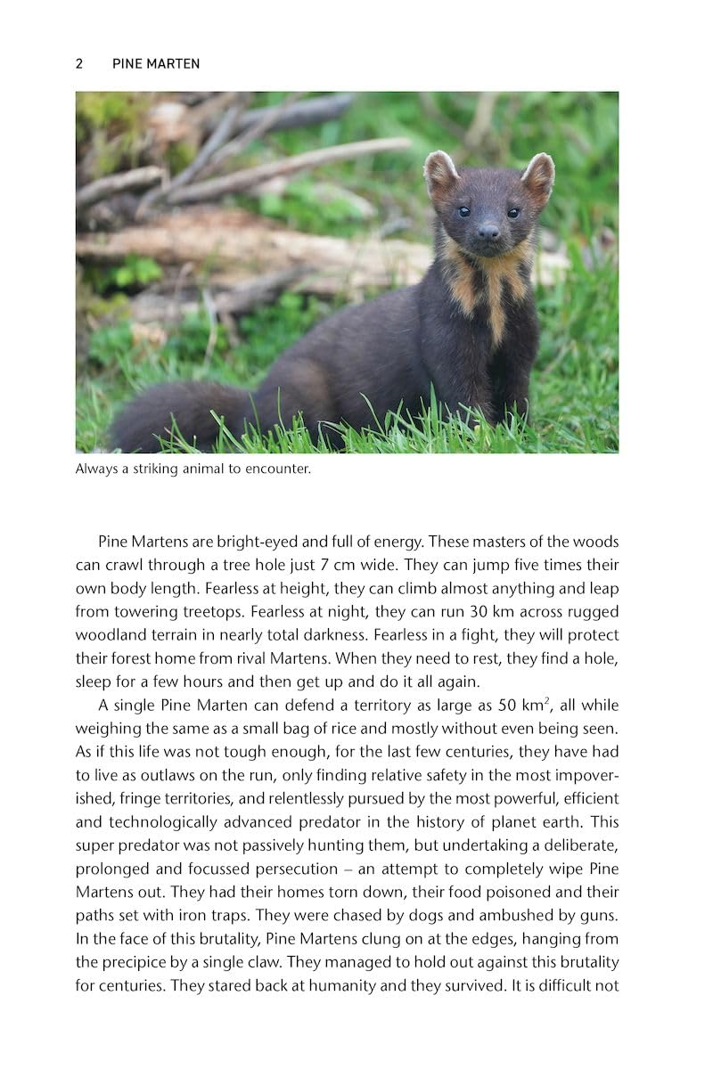 Pine Marten: The Secret Life of Martes martes (Pelagic Monographs)