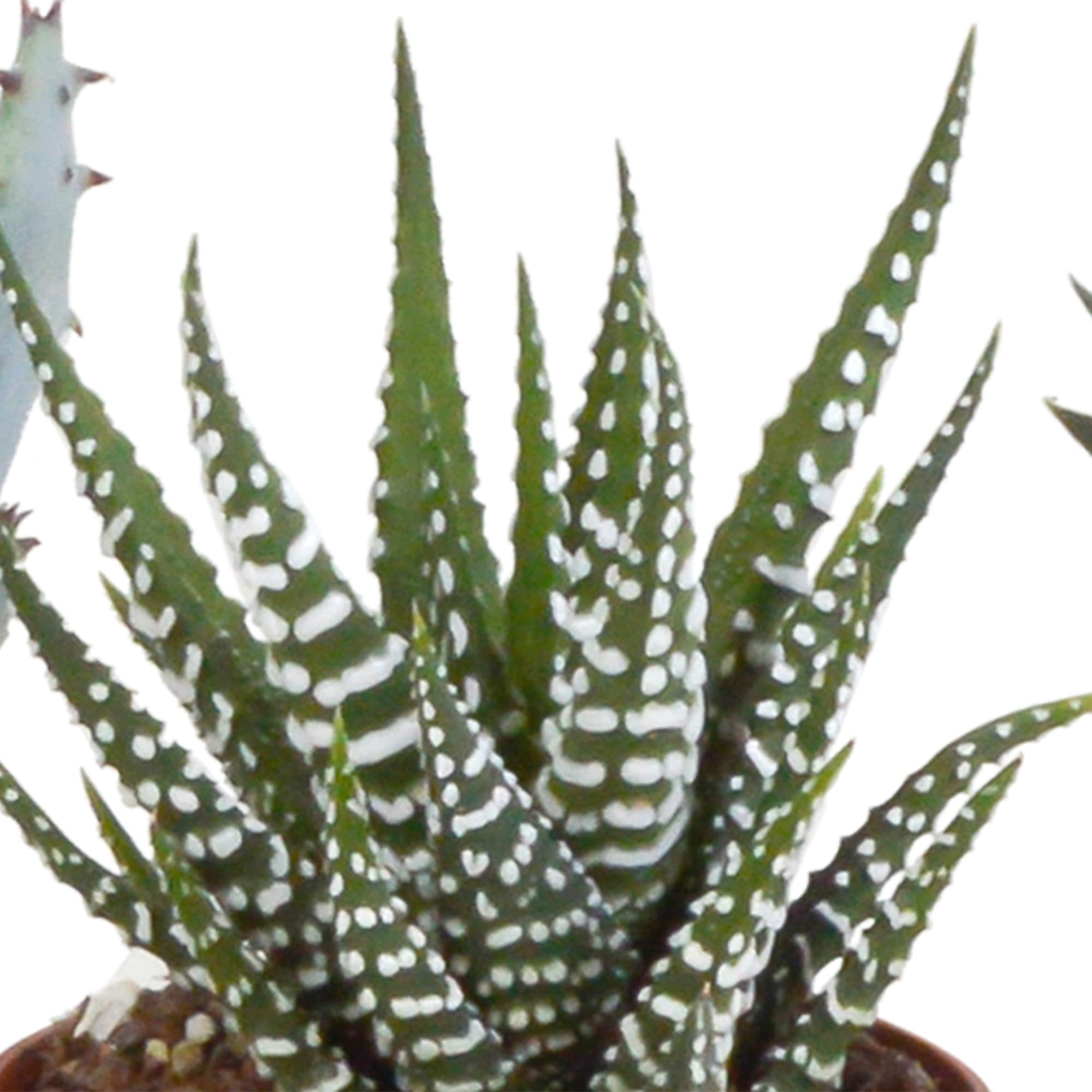 Mix Piante Grasse Gasteria Haworthia, Senza Vaso, Interno, 5.5cm, Set da 5