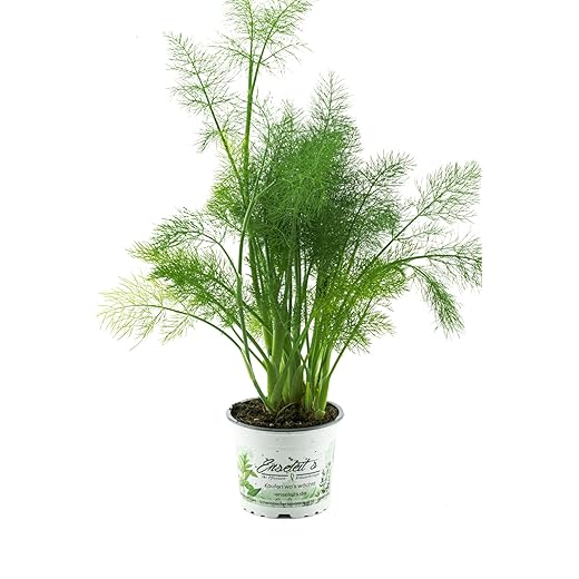 Gewürzfenchel, Fenchel Pflanze, frische Kräuter Pflanze aus Nachhaltigem Anbau