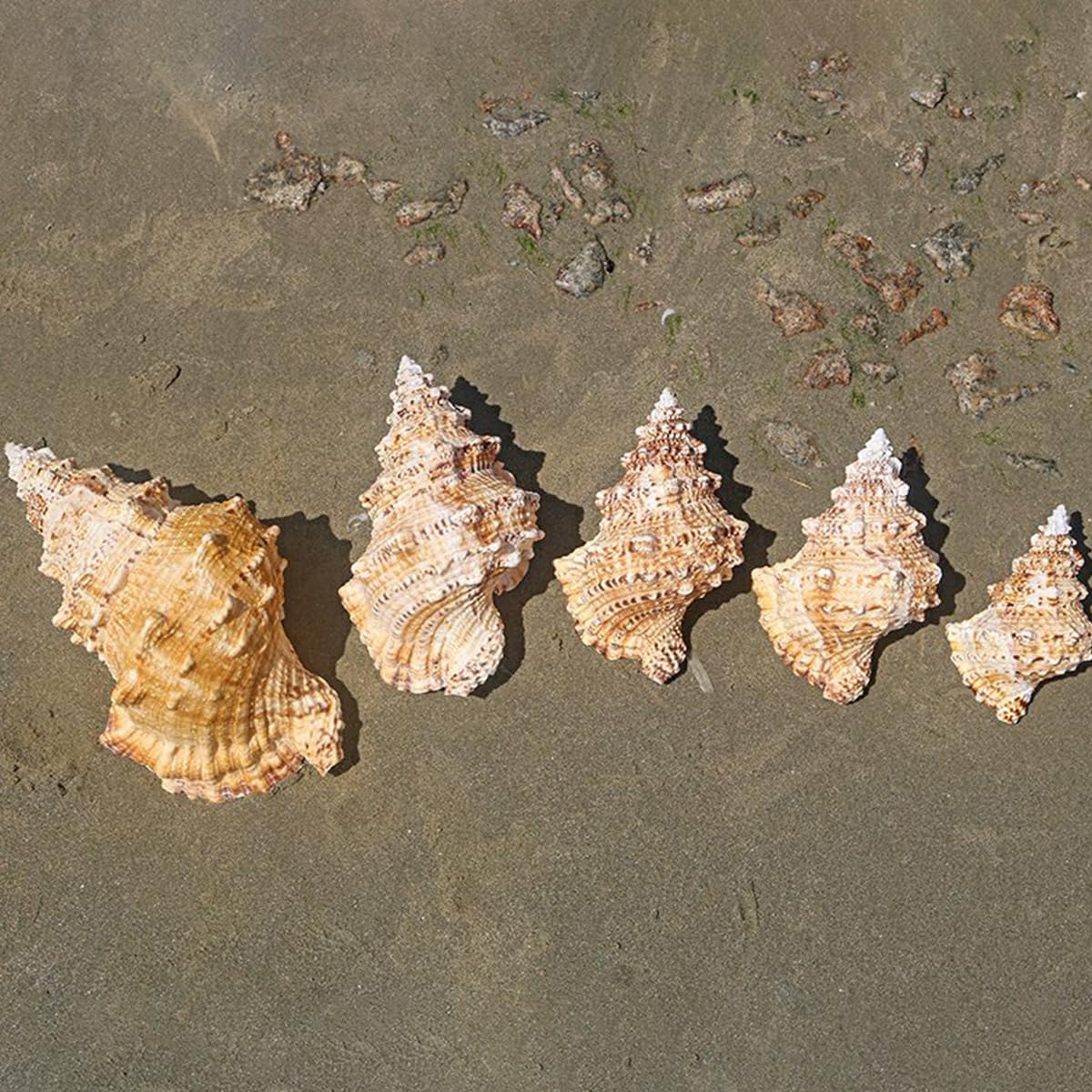 Conchiglie Grandi Naturali da Spiaggia Marina, Conchiglie Naturali, enormi Conchiglie oceaniche da 14-25 cm, perfette for Decorazioni Nuziali, Artigianato Fai da Te, Acquario(19cm)