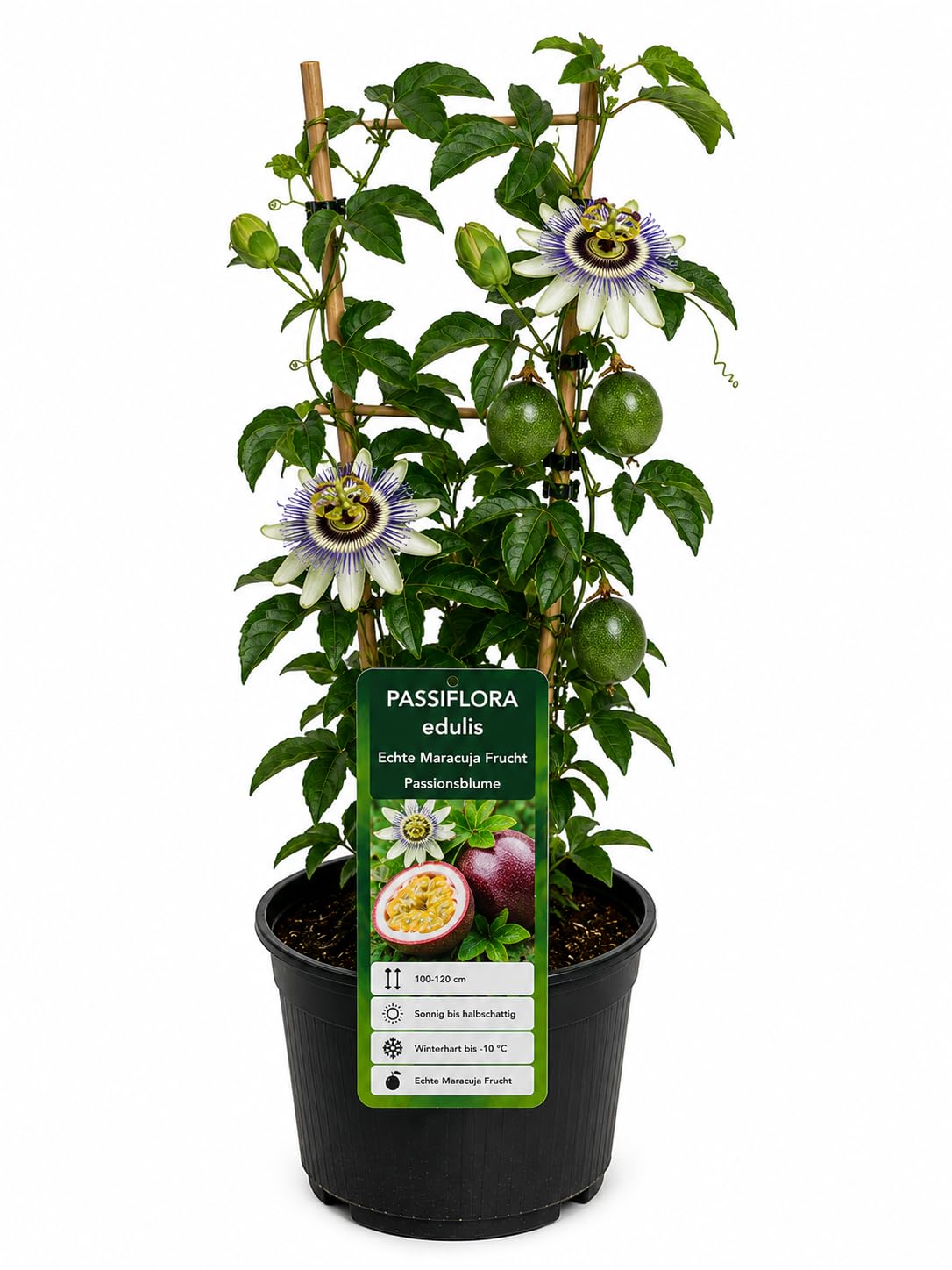 Passiflora edulis – echte Maracuja Frucht – Pflanze 100–120cm – Passionsblume
