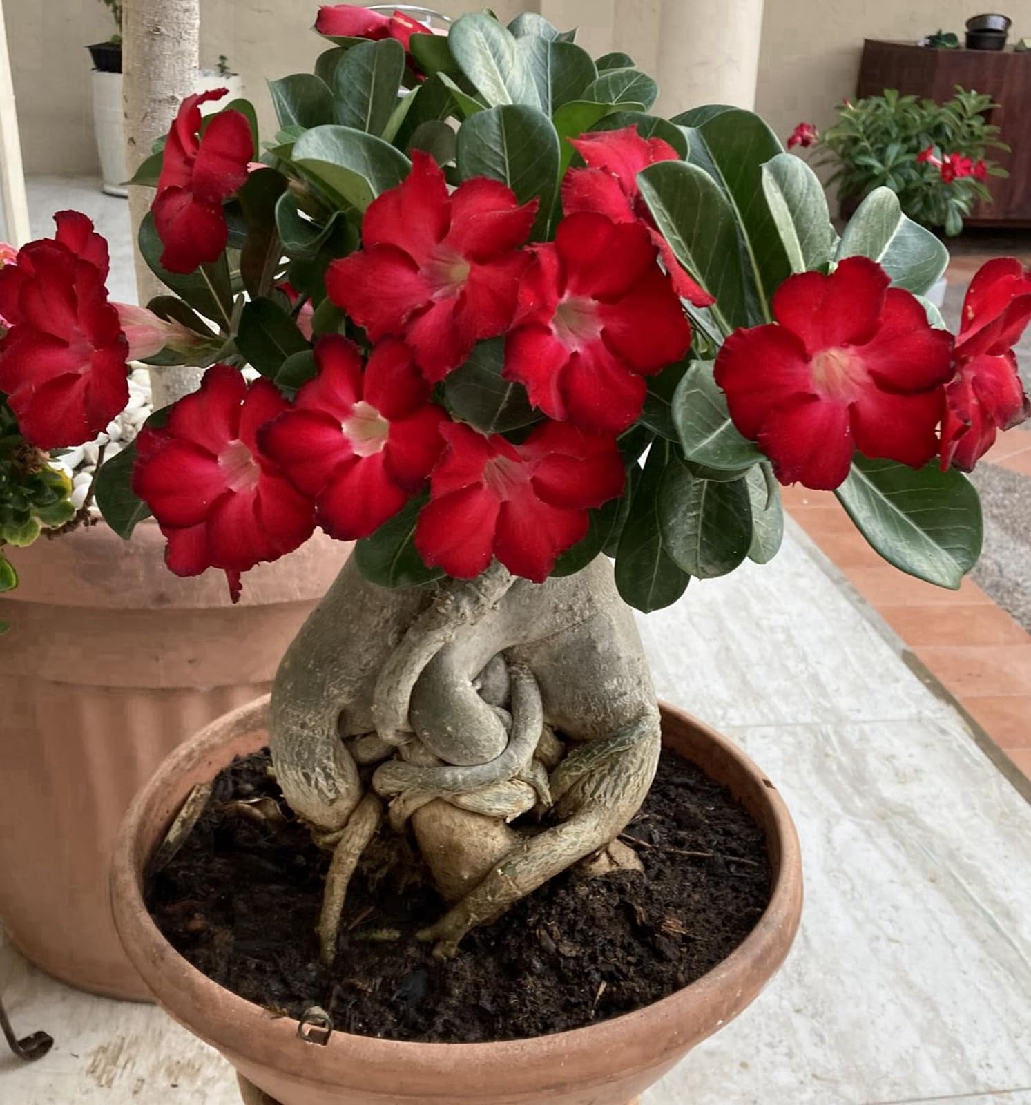 Desert Rose- Suitable for Garden Plants- Landscape Design- Indoor and Outdoor Potted Plants-Excellent Display for Your Beautiful Garden-2 Bulbs-E