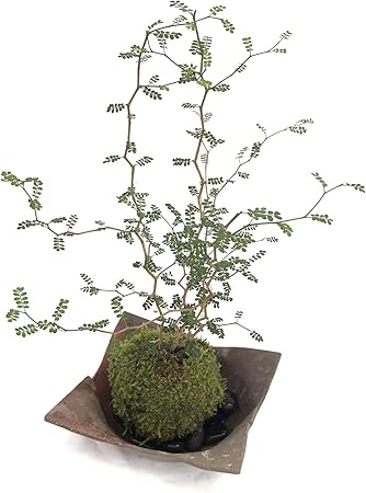 Amazon メルヘンの木としても知られている個性的な植物 ソフォラ ミクロフィラの苔玉 焼締茶器セット 敷石の色 黒色 観葉植物 オンライン通販