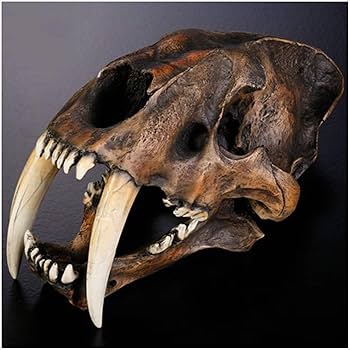 木彫　ジャガーの頭骨模型　12㎝ 木彫 ジャガーの頭骨模型 12㎝