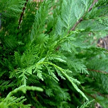 GardenersDream Green Leylandii Plants - Dense Leyland Hedging - Evergreen Outdoor Shrubs for Garden - All Year Round Hedge Bushes for Gardens and Borders (7.5L Pot, 1 Plant)
