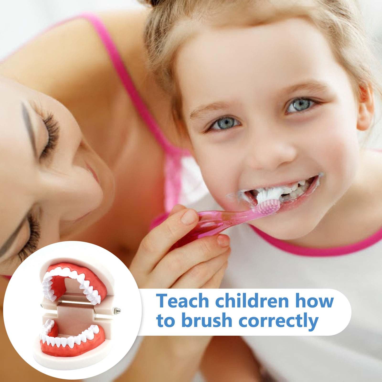 2 sztuki modeli do zębów z 2 sztukami szczoteczek do zębów, model do zębów dla dzieci, model do pielęgnacji zębów dla dzieci w klinikach dentystycznych lub przedszkolach