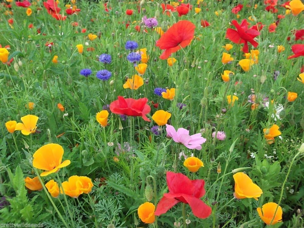 10 KG MIXED POPPY MEADOW PLUS 8 SPECIES MEADOW GRASSES PASTURE wholesale bulk joblot wild flowers Mix 47