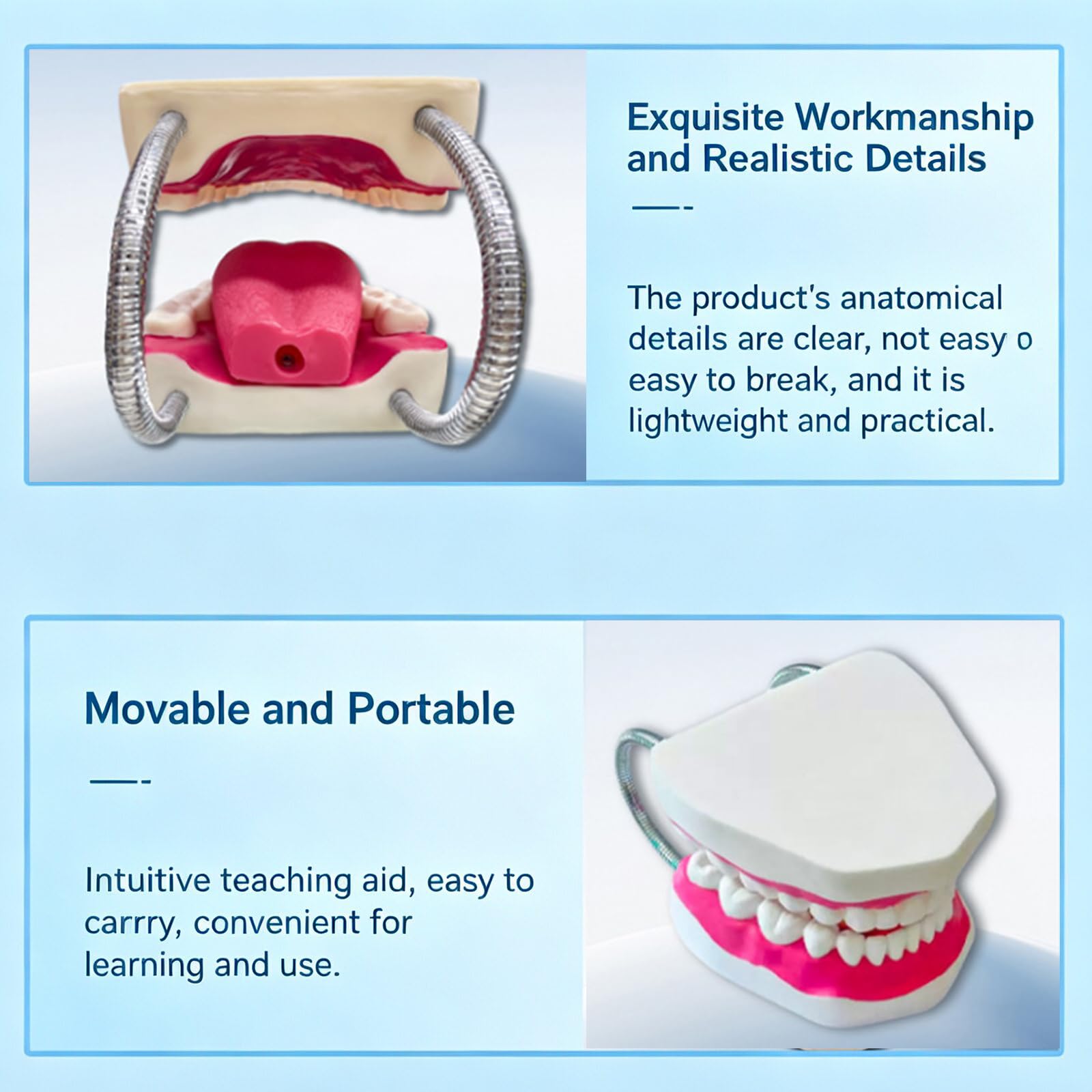 Modello di Denti Standard - Modello di Denti per Educazione - Modello Typodont Standard per Adulti per Dimostrazione di Protesi Dentale per Esposizione Pulita, Educazione
