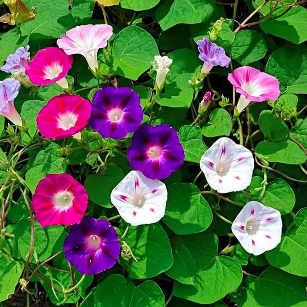 Morning Glory Choice Mix Seeds – Popular, Large Flowered Climber