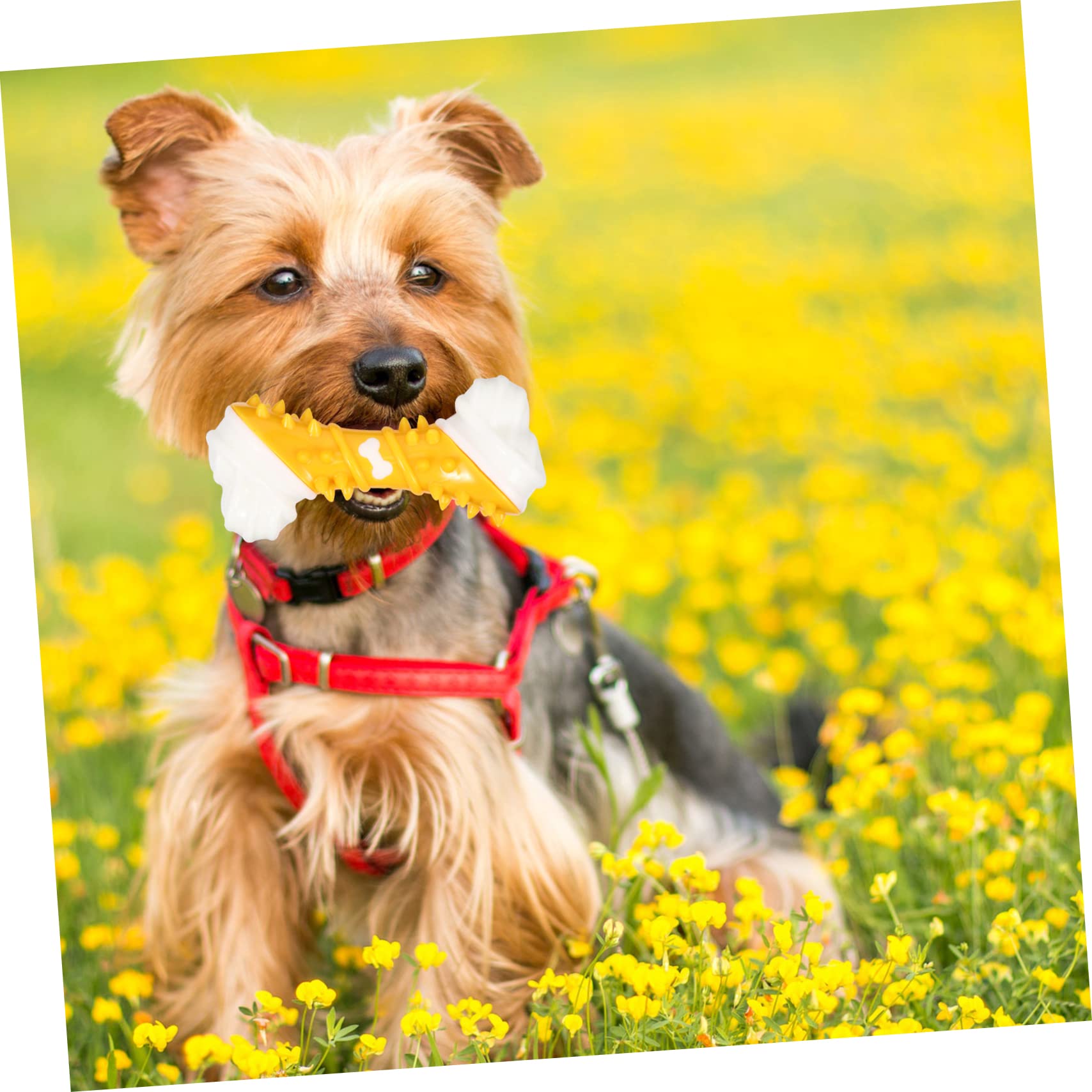 Mipcase 3piezas Juguete Interactivo para Perros De Juguete Molar De Forma De Hueso para Cachorros y Perros Resistente y Duradero Ayuda El Entrenamiento Control del Comportamiento