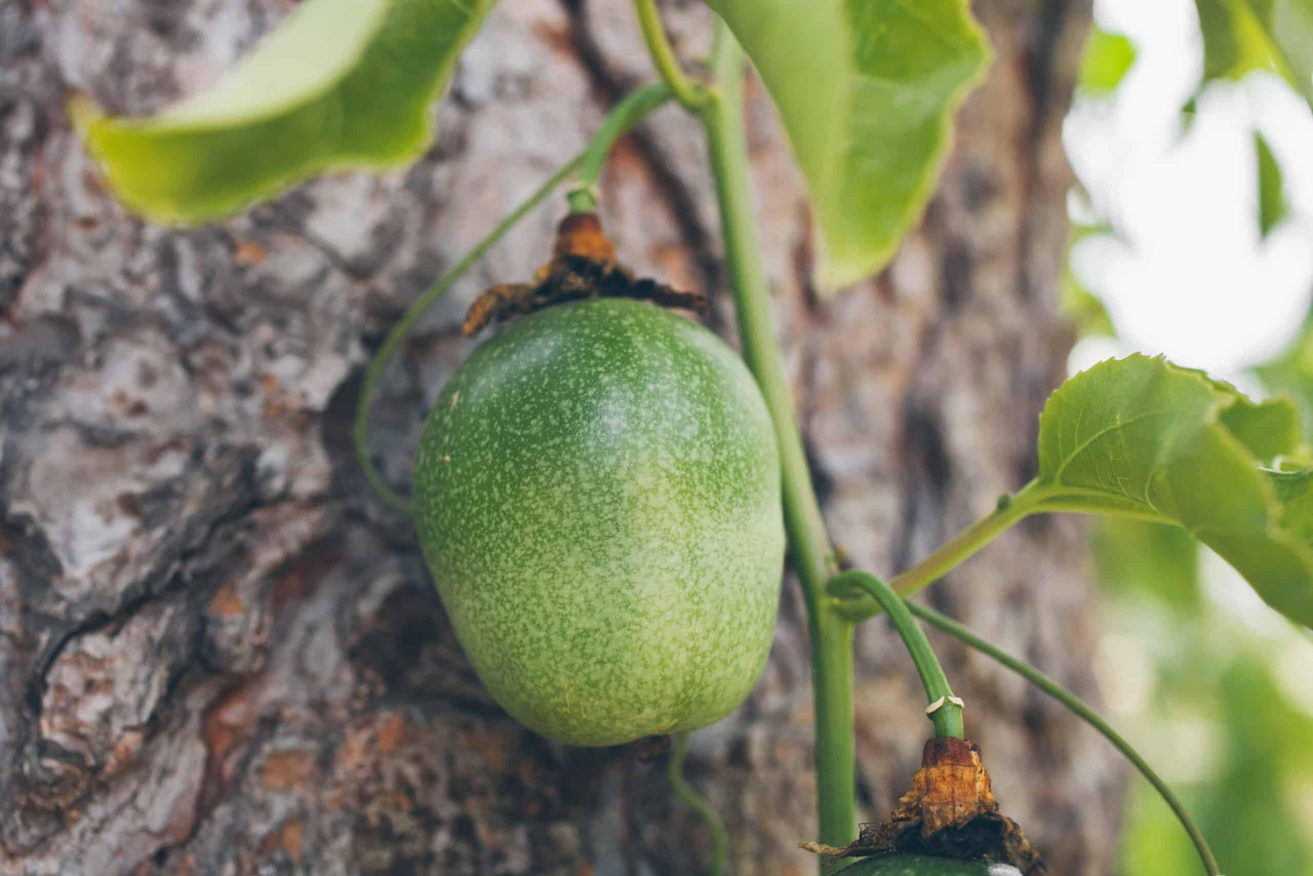 DDN Plants` Passion Fruit, Krishna Fal (Grown through seeds) - Plant JO5