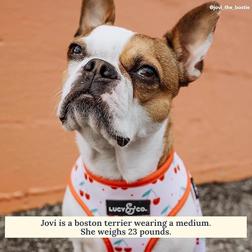 Miniatura 111 de Lucy & Co. Arneses reversibles para perros pequeños, medianos y grandes, acolchados, ajustables, para pastor alemán, pug, Bulldog francés, Bulldog