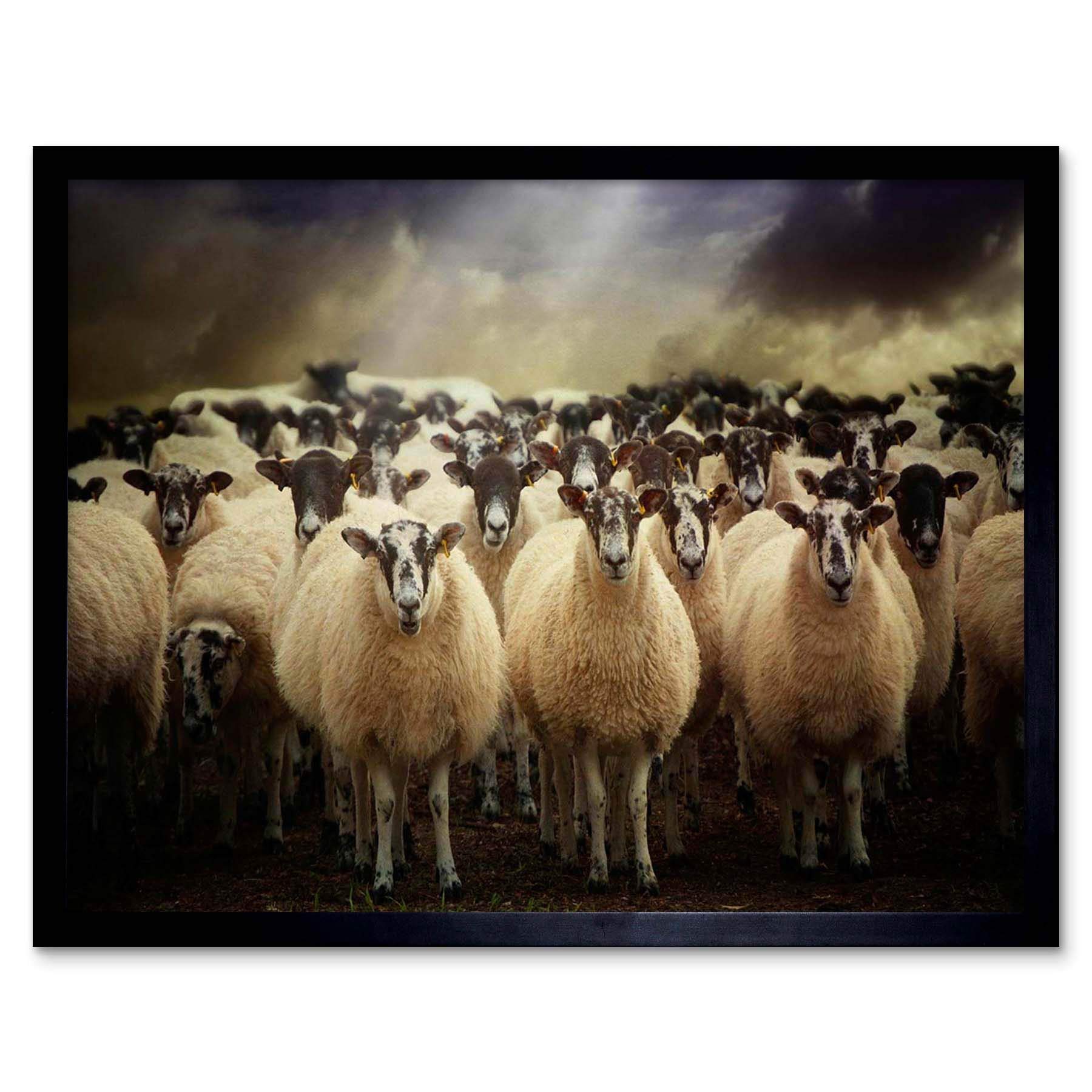Wee Blue Coo Sheep Flock Farm Animal Art Print Framed Poster Wall Decor 12X16 Inch
