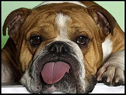 Kits de pintura de diamantes 5D para adultos y niños, Bulldog inglés, lindo perro, taladro redondo completo 5D, punto de cruz, artes, cuentas de