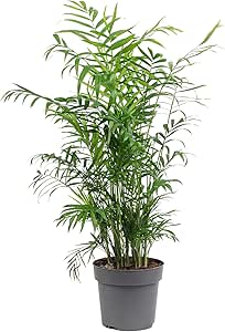 Palmier de montagne - Plante d\'intérieur grande taille - hauteur env. 70 cm, pot-Ø 17 cm