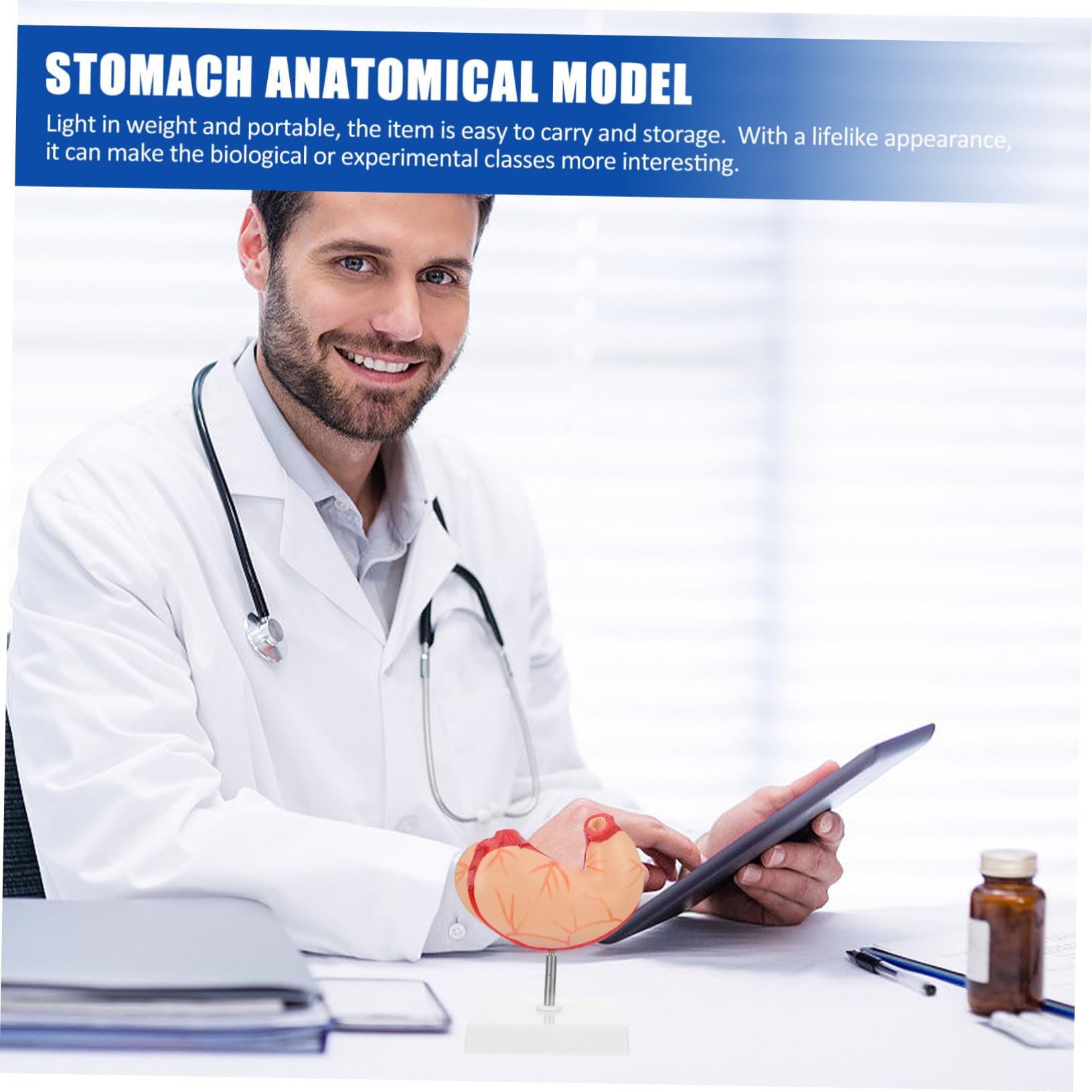 Medizinisches Anatomisches Magenmodell Naturgetreues Schul Lehrmittel Langlebiges Umweltfreundliches Material Für Biologie Unterricht