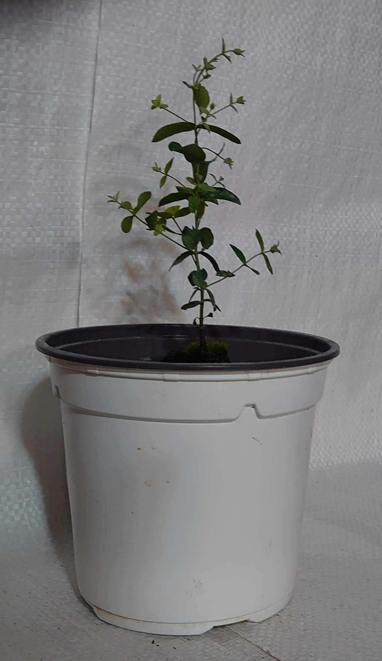 Eucalyptus Gunnii, Cider Gum in 13cm. Rigid Pot.