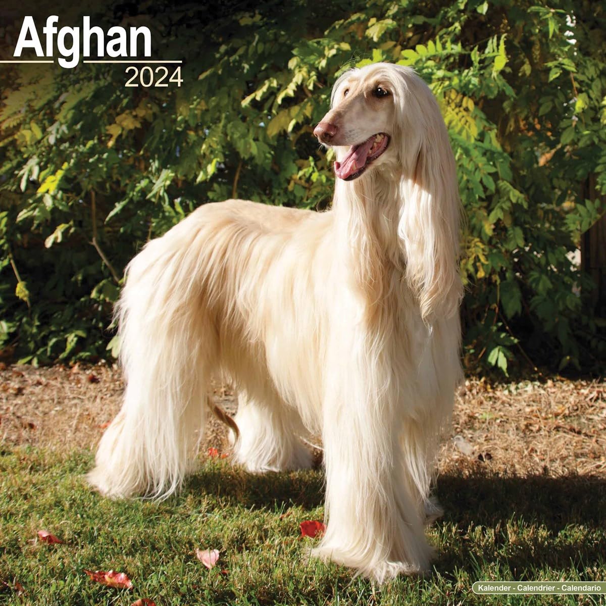 Afghan Calendar 2024 | Square Dog Breed Wall Calendar - 16 Month