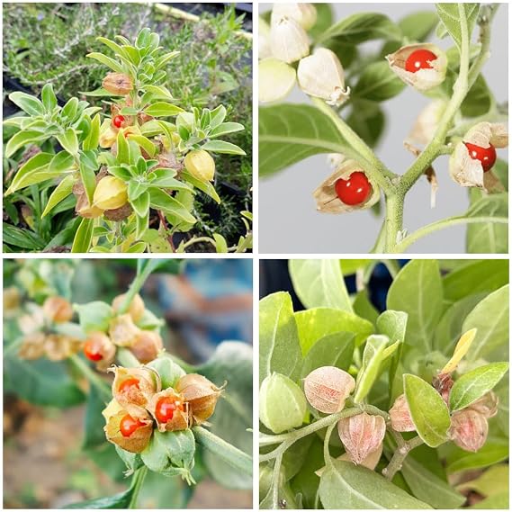 100+ Seed Ashwagandha Seeds for Planting Outdoor -Plant & Grow Heirloom Medicinal Herb Non-GMO in Your Home Garden