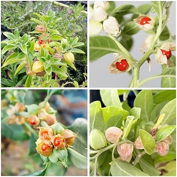 100+ Seed Ashwagandha Seeds for Planting Outdoor -Plant & Grow Heirloom Medicinal Herb Non-GMO in Your Home Garden