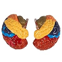 Vista 3 de Human Brain Model, 2Pcs Hand Painted 2X Educational Human Brain Anatomical Model for Medical Teaching