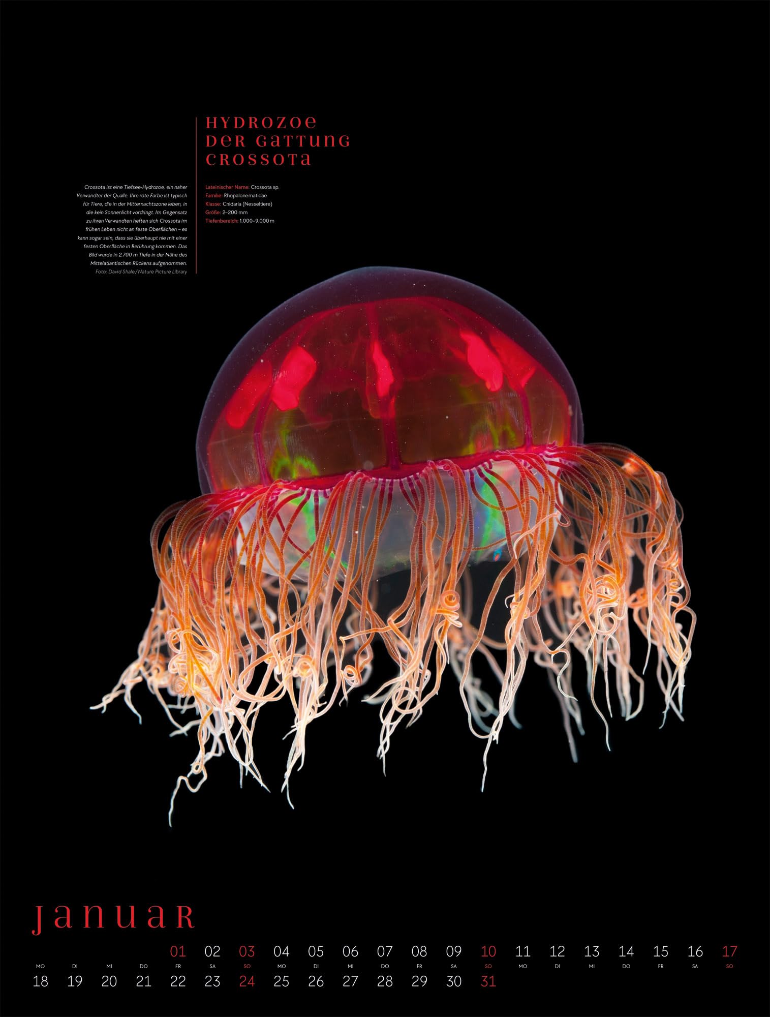 Ozeaneo Kalender 2027 | Geheimnisvolles Meer | Bildstarker Unterwasser-Kalender im großen Hochformat (50x66 cm) | Mit wissenschaftlichen Informationen
