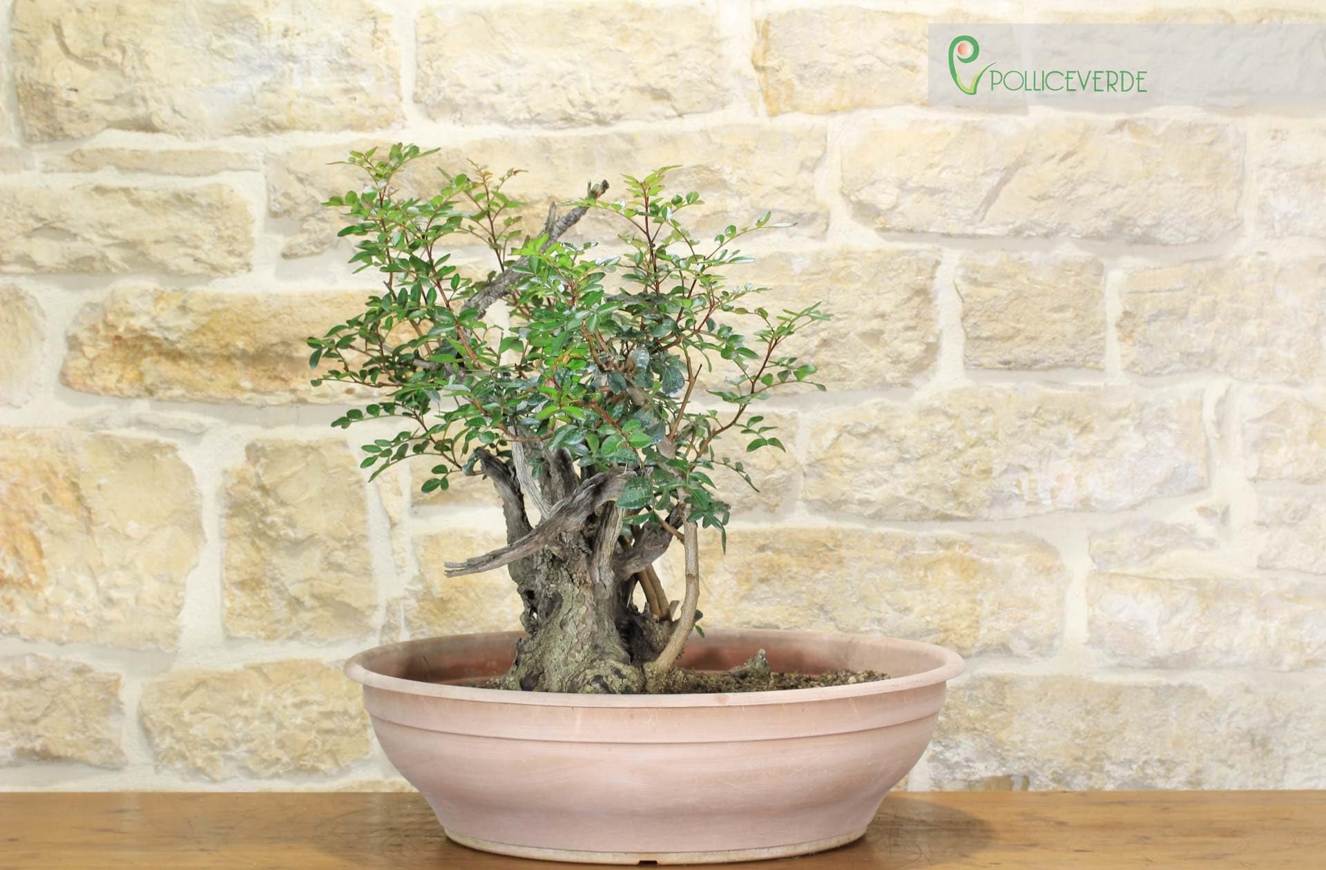 Pre bonsai yamadori di Lentisco (2)