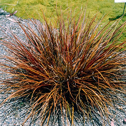 Outsidepride Uncinia Rubra - 25 Seeds Outsidepride Uncinia Rubra - 25 Seeds