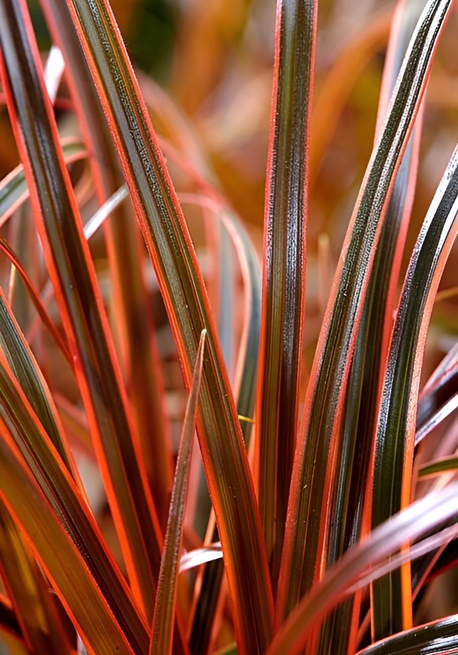 Stauden Gänge 10 x Uncinia rubra 'Everflame' Mahagonigras winterhart