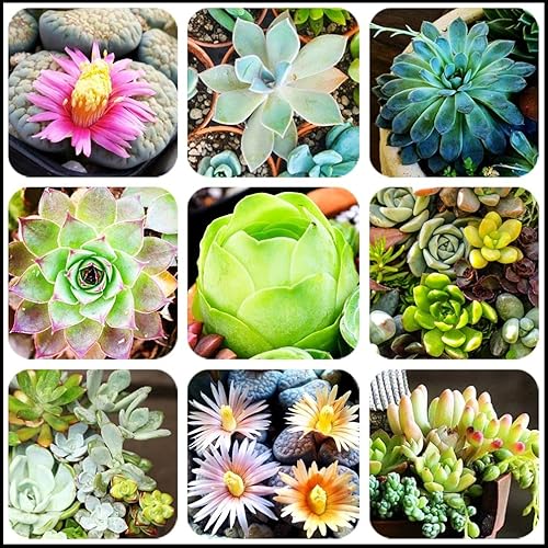Semillas suculentas de colores mixtos Jardín y hogar Bonsai Flower Plant 200 Pcs Semillas