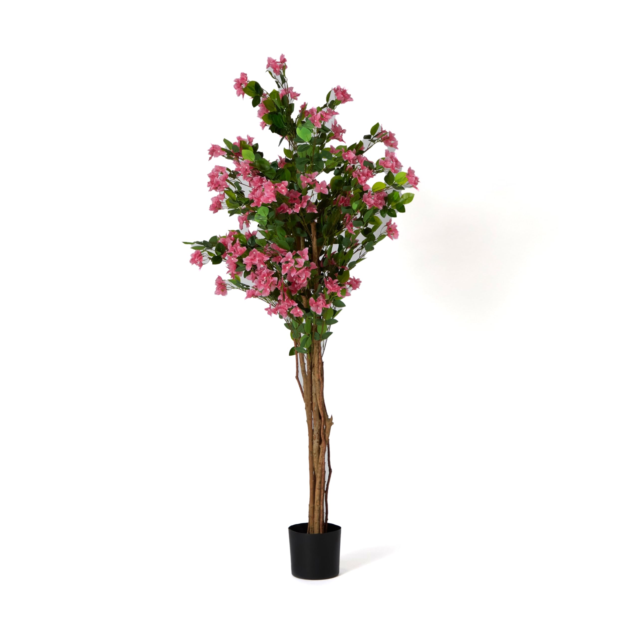 HomeBoxTeodora Bougainvillea Tree - 180 cm
