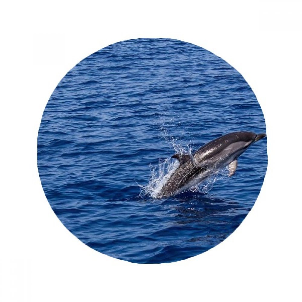 Tapis de sol baleine multicolore, une idée de cadeau déco originale pour habiller une chambre.