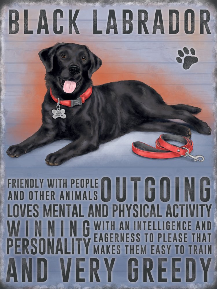 Fridge Magnet - Black Labrador Dog