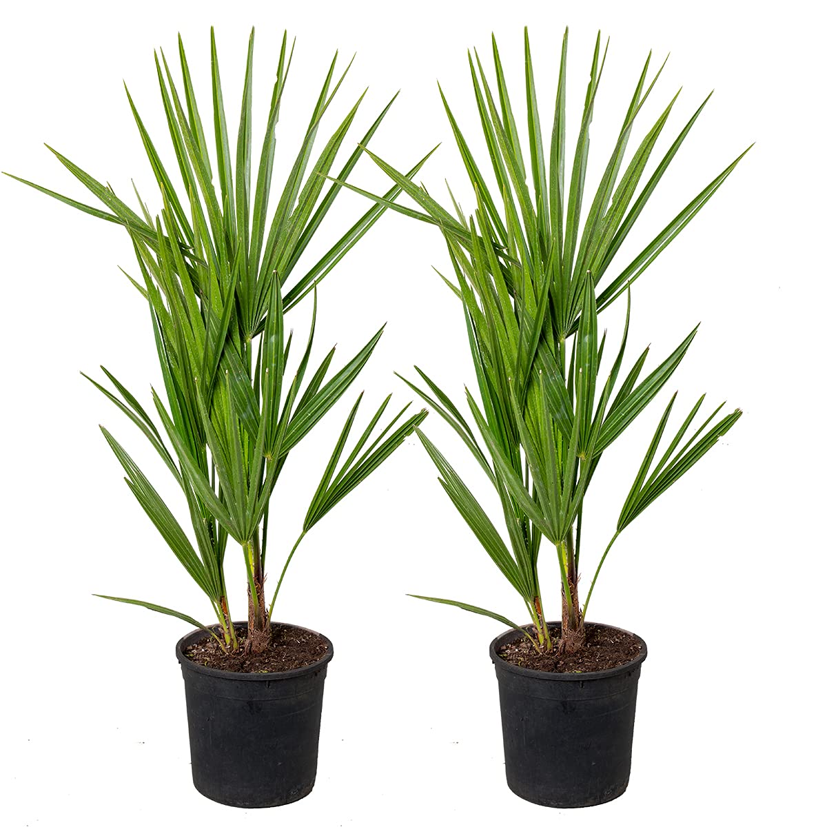 Bloomique - Lot de 2 - Chamaerops Humilis - Palmier nain européen - Palmier rustique - Plantes de jardin - Hauteur 40-50 cm - Pot 15 cm