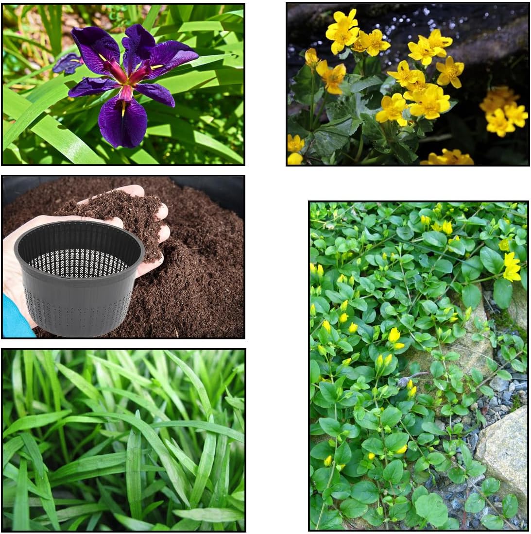 Lincolnshire Pond Plants Ltd - XS Pack Louisanna Black Gamecock - 3 Marginal Plants & 1 Oxygenating Plant - Live Water Plant Aquatic Pond Lake Marginal