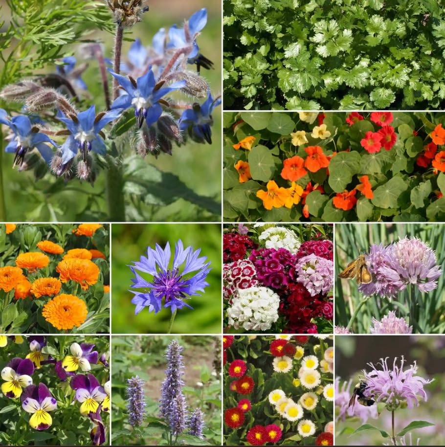 Image of Ferry-Morse Edible Flower Bulk Wildflower Seeds, 178,000+, 1 lb