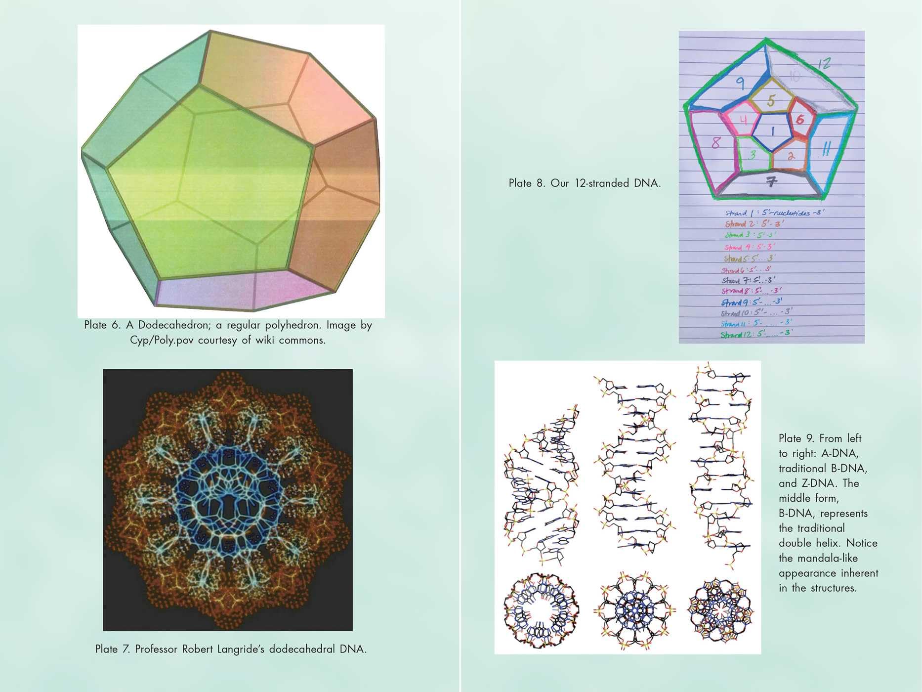 Activating Our 12-Stranded DNA: Secrets of Dodecahedral DNA for Completing Our Human Evolution