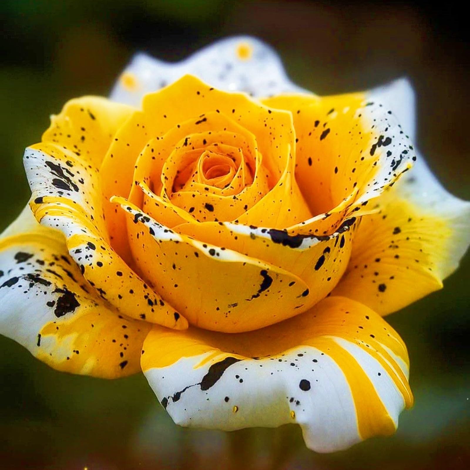 Bloom Year After Year Rose Plant Rose Bulbs Rich in Color Hardy Perennial/Plant Bulbs/Wedding Flowers-2bulbs-a
