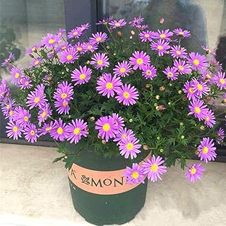 River Daisy Flower Seeds 30pcs (Brachycome iberdifolia) Organic Annual Fresh Premium Easy to Grow Wildflower Flower Plants Seeds for Planting Garden Yard Outdoor Decor