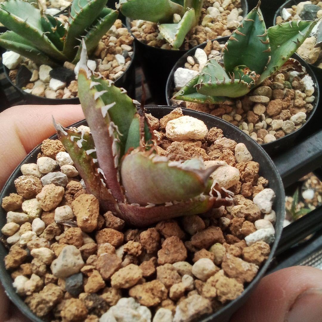 確認用【初売り】⑤REZA産 イラン アガベ Tarantula タランチュラ