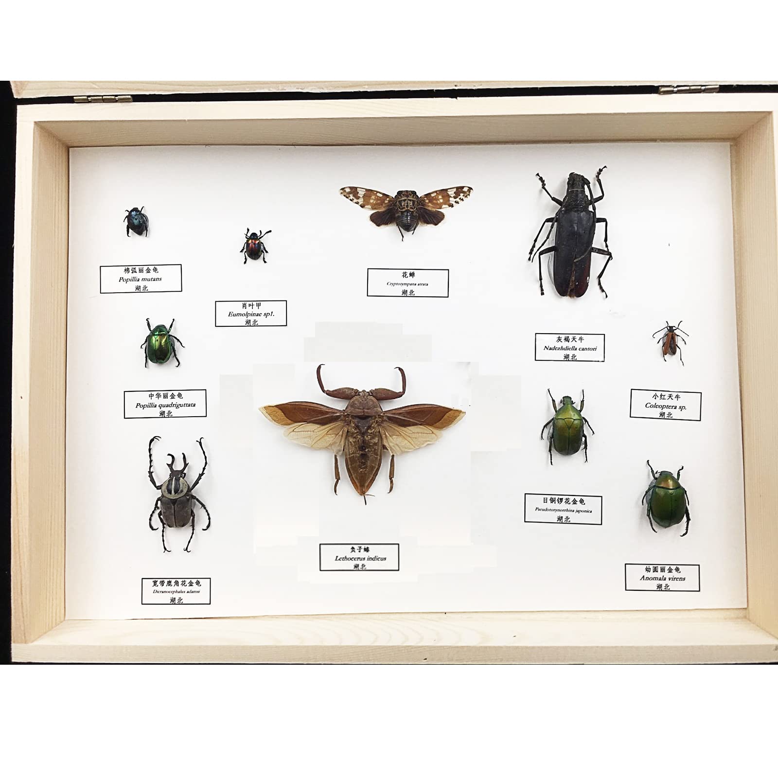 お値下げ！昆虫標本 Amazon.co.jp: 本物の昆虫標本、虫標本、蝶標本、昆虫の