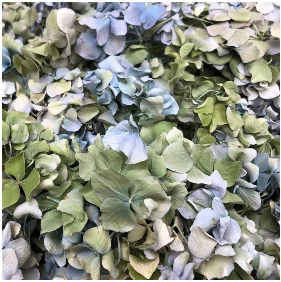 Premium Quality Real Blue Green Hydrangea Petals 15 Cups Wedding Petals Biodegradable Grown in Oregon. Made in The USA. No Tariffs.